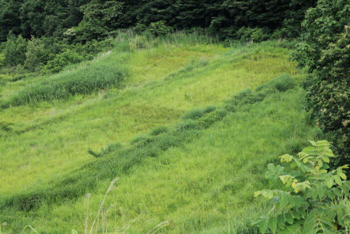 田んぼ・畑だった土地に家を建てるメリット・デメリット