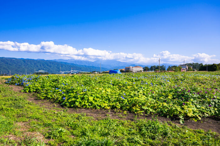 家を建てられない田んぼ・畑